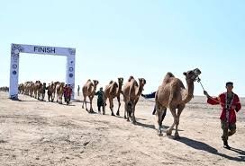 Қозоғистонда туя карвони Гиннес рекордини ўрнатди