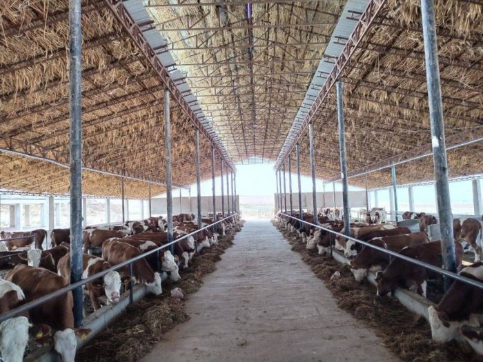 Наманганда кооперация асосида 364 бош қорамол тарқатилди