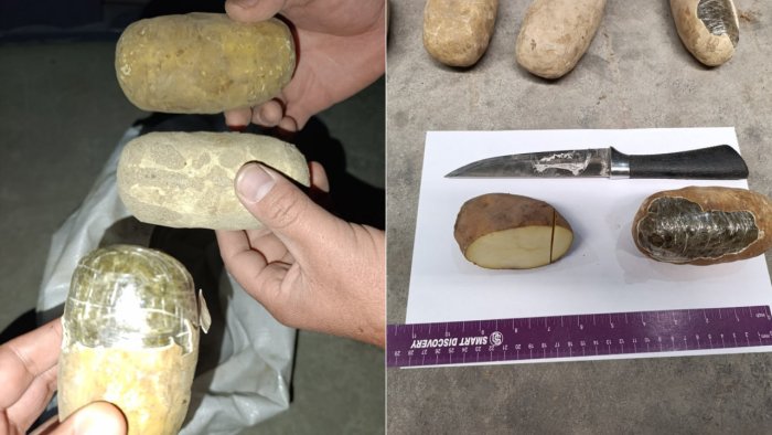 Термизда картошка кўринишидаги 72 кг «гашиш» фош қилинди