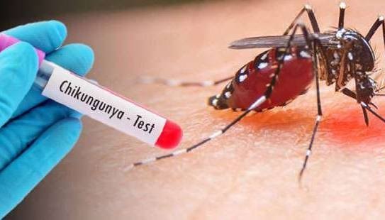 Evropa chikungunya virusi o‘chog‘iga aylanishi mumkin