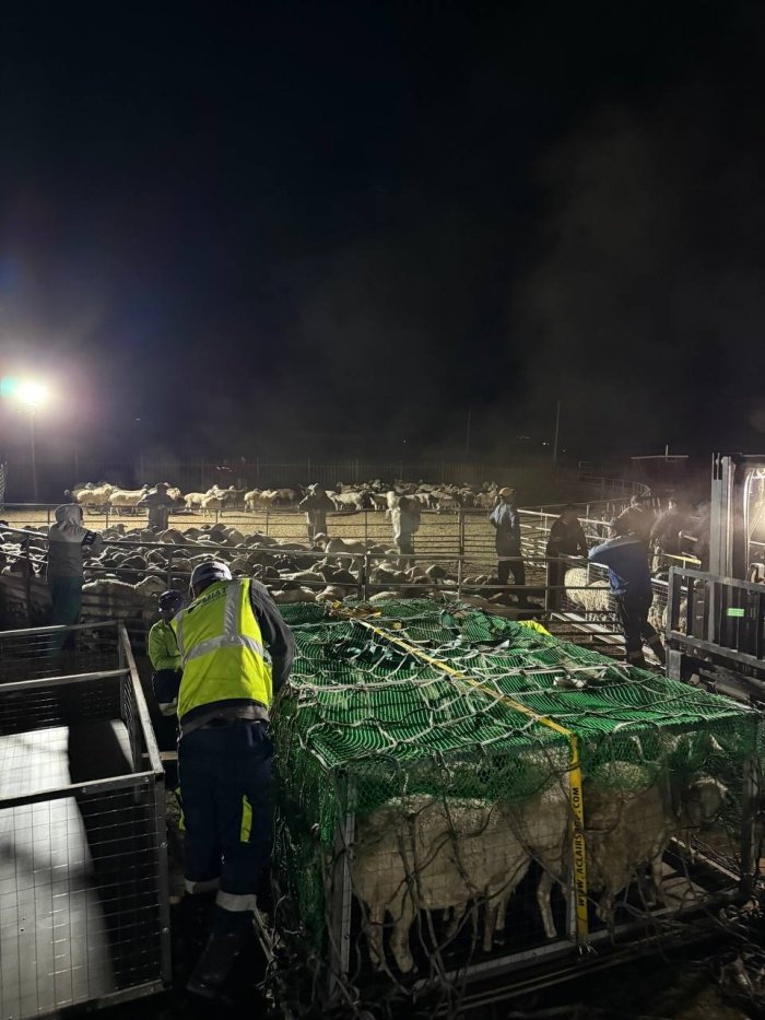 Мўғулистондан 100 минг бош қўй олиб келинмоқда