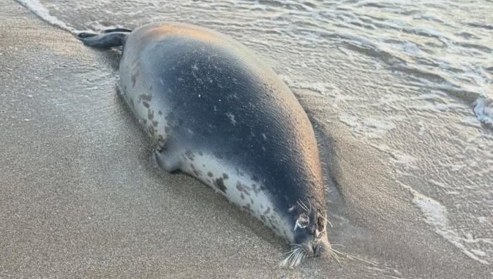 Қозоғистонда Каспий денгизи қирғоқларида 112та ўлик тюлен топилди