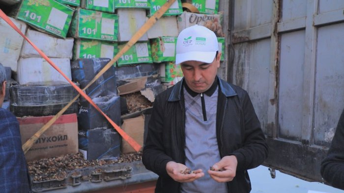 Andijonda salkam 25 tonna yong‘oq yo‘q qilindi