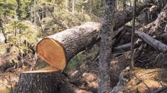 Энди Вазирлар Маҳкамаси ҳам дарахт кесиш ва кўчиришга рухсат бера олмайди