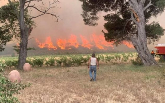 Франция жанубидаги ёнғин 600 гектардан ортиқ узумзорларни йўқ қилди