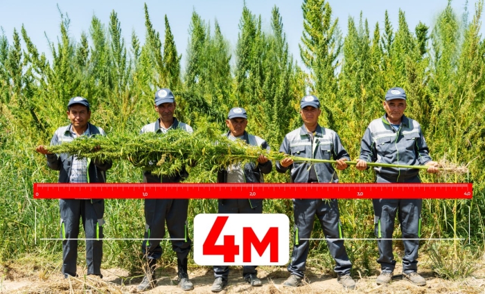 “RS Success agro” ilgari o‘zlashtirilmagan yerlarda texnik kannabis yetishtirish bo‘yicha rekordlarni yangilashda davom etmoqda – o‘simliklar allaqachon hayratlanarli 4 metr balandlikka yetdi