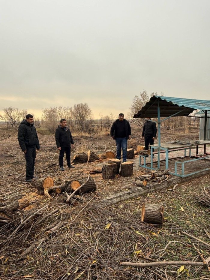 Пискент туманида дарахтлар оммавий равишда кесиб ташланди