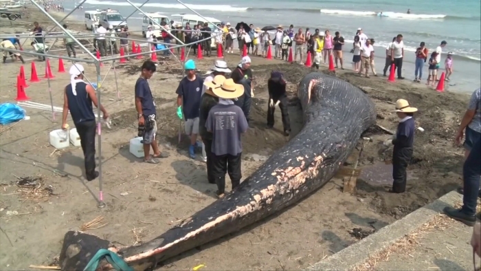 Японияда 14 метрлик кит жасади денгиз қирғоғидан топилди