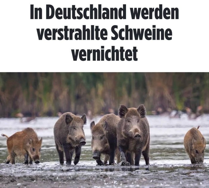 Германияда бир йил ичида қарийб 3 минг радиоактив ёввойи тўнғиз отиб ташланди — Bild