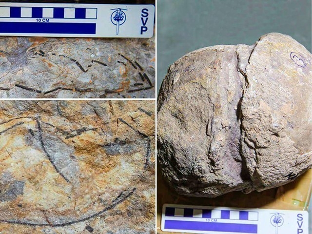 Hindistonda 66 mln yil oldin yashagan dinozavr tuxumlari topildi