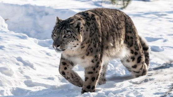 Erkakning goshtini bir qiz soradi