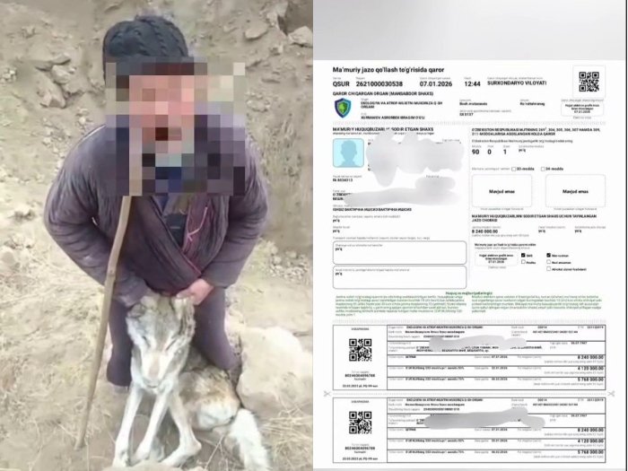 Қўйларига ҳужум қилган бўрини ўлдирган шахсга жарима солинди