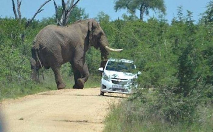 Ҳиндистонда қутурган фил 17 кишини ўлдирди