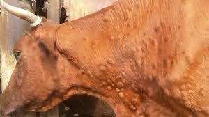 Emlash boshlandi: Qoramollarda “Nodulyar dermatit” tarqalganmi?