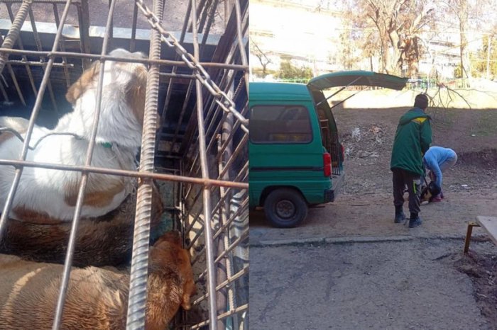Angrenda maktab o‘quvchisini daydi it talagach, u vafot etdi