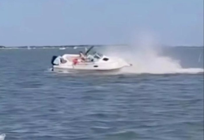 АҚШда кит қайиқ билан тўқнашиб, нобуд бўлди