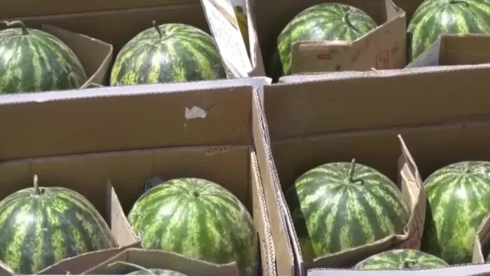 Qirg‘iziston O‘zbekiston tarvuzlarini ortga qaytardi: Sabab nimada?