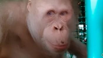 Mini yubkada erotik HD Viola pornosini onlayn tomosha qiling