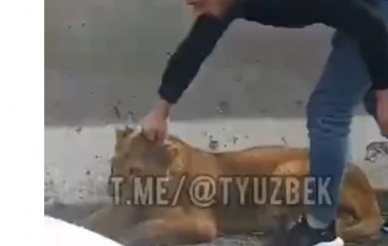 Samarqanddagi avtomobil yo‘lidan sher bolasi topildi
