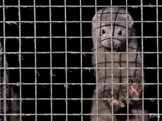 Kamerada o‘ninchi sinf o‘quvchisi zo‘rlangan. Suniy vaginada jinsiy aloqa