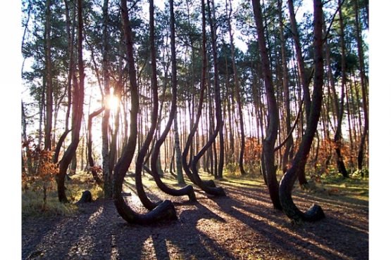 O‘rmon xo‘jaligini rivojlantirish uchun uchta tender e’lon qilindi