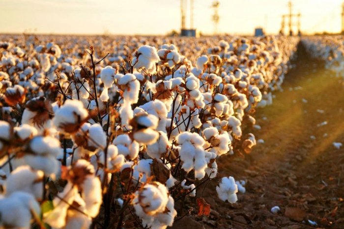 O‘zbekistonga AQShdan paxta sotib olish nega kerakligi aytildi