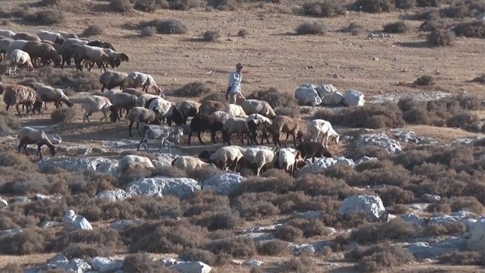 Endi navbat qo‘ylarga: Falastin yerlarini egallab olgan isroilliklar G‘arbiy Sohilda 300 qo‘yni o‘g‘irlab ketishdi