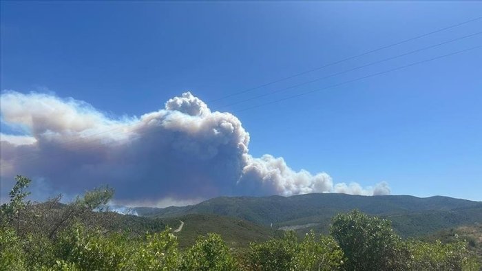 Суриянинг Лозкийе вилоятида ўрмон ёнғинлари билан кураш давом этмоқда