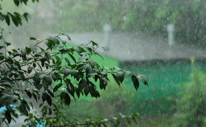 18 август куни айрим ҳудудларда ёмғир ёғиши кутилмоқда