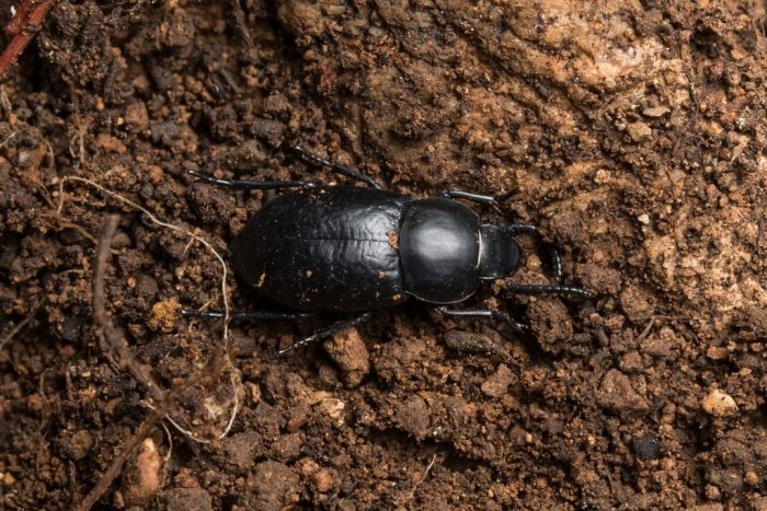 O‘zbekiston va rossiyalik olimlar 7 ta yangi qo‘ng‘iz turini aniqlashdi