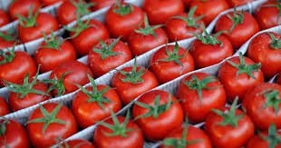 O‘zbekiston Turkiyaning bir viloyatidan pomidor va qalampir olib kirish taqiqlandi