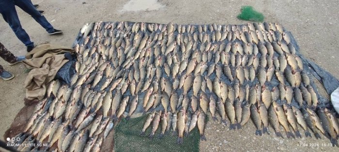 Бухорода Қизил китобга киритилган балиқларни ноқонуний овлаганлар 717 млн сўм жаримага тортилди