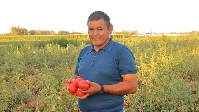 Гектарига 200 тоннагача ҳосил берадиган помидор нави яратилди