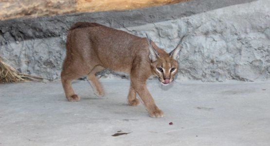 Orta guruh uchun DIY stol oyinlari