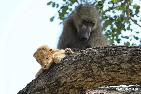 Afrikada maymun sher bolasini “asrab oldi”