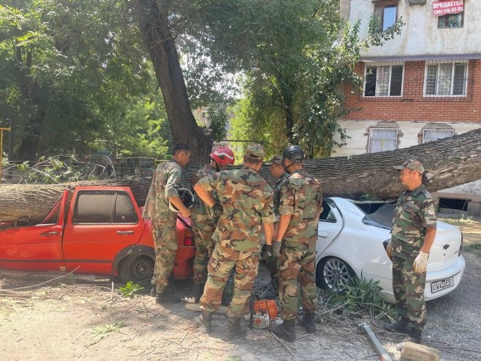 Uchtepa tumanida daraxt 3 ta yengil mashinani bosib koldi