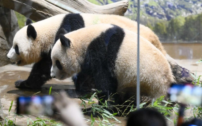 Япония ҳайвонот боғлари пандасиз қолади