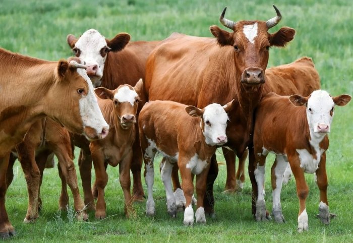 Ўзбекистон Россиядан энг кўп тирик қорамол сотиб олган давлатга айланди