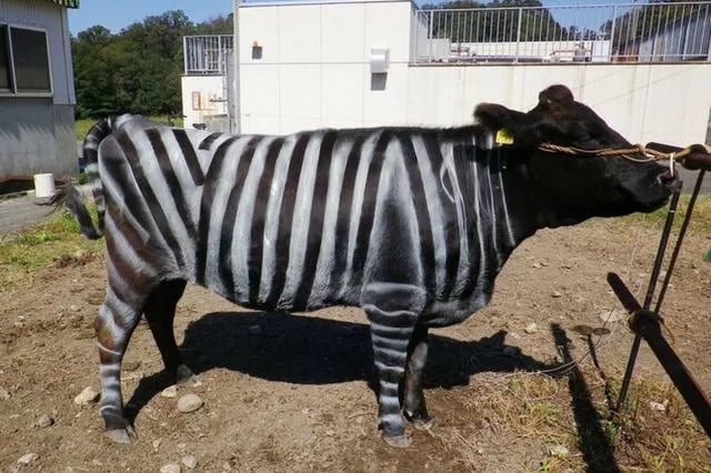 Японлар қорамолларни зебрага ўхшатиб бўягани учун Нобель мукофотига сазовор бўлди...