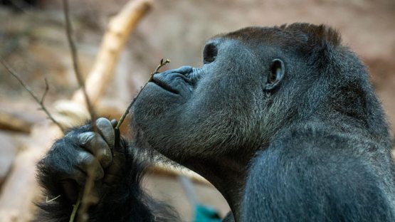 Chexiyada gorilla va sherlarda ham koronavirus aniqlandi