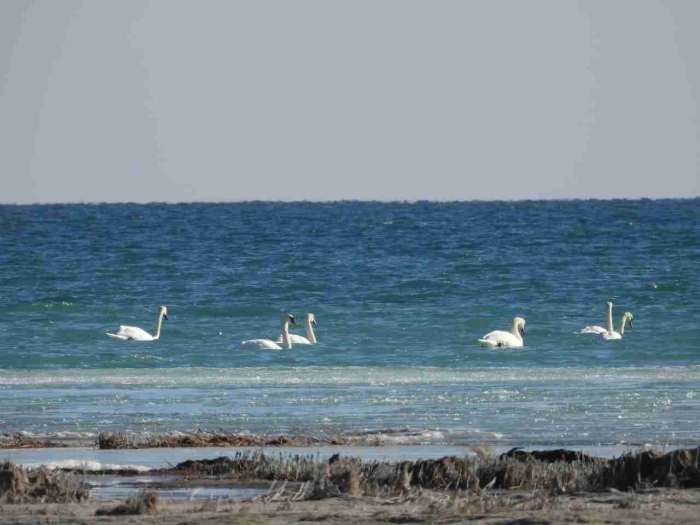 "Janubiy Ustyurt" milliy tabiat bog‘i hududidagi vishildoq-oqqushlar