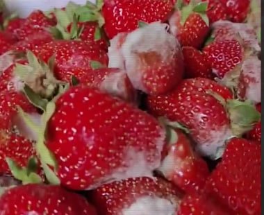 O‘zbekistondan eksport qilingan 100 tonnadan ortiq qulupnay manziliga yetmasdan aynib qoldi