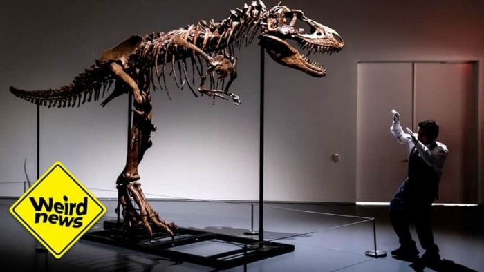 AQShda noyob dinozavr skeleti 6 mln $dan ko‘proqqa sotildi