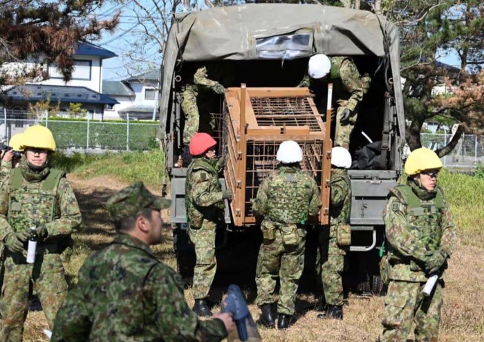 Япония ҳукумати тажовузкор айиқ­ларга қарши курашиш учун армияни сафарбар қилди — Associated Press 