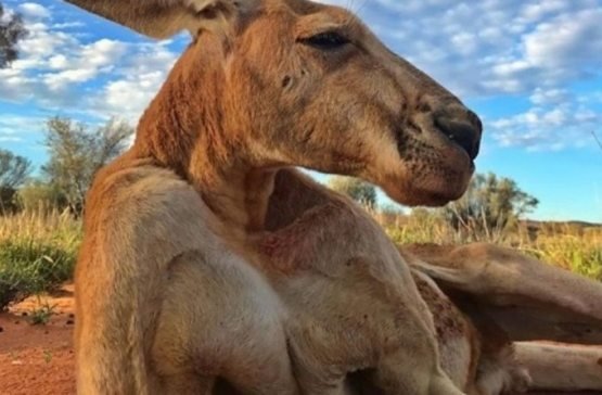 Video: Kunni odamlar bilan quchoqlashishdan boshlaydigan kenguru