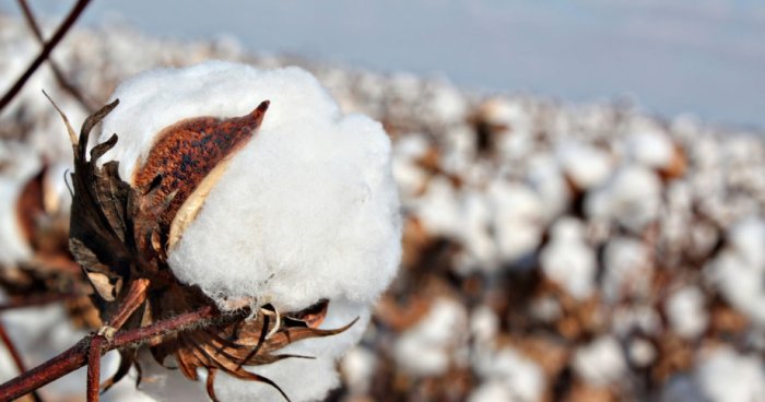 O‘zbekiston AQShdan paxta sotib olish imkoniyatlarini o‘rganyapti