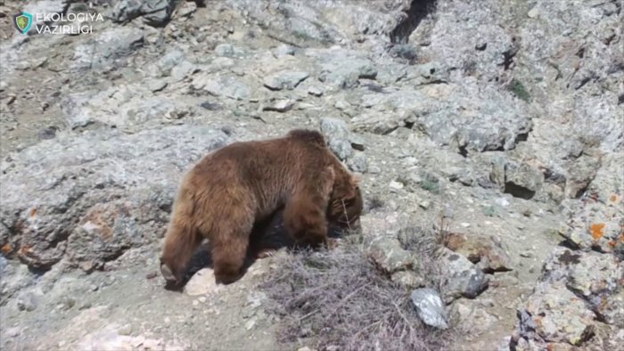 Fotoqopqonga Tyan-Shan qo‘ng‘ir ayig‘i muhrlandi