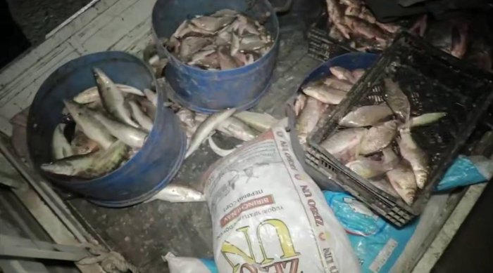 Навоий вилоятида йирик миқдорда ноқонуний балиқ овлаш ҳолатлари аниқланди