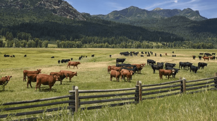 Yaylov yerlari auksionsiz ijaraga beriladi