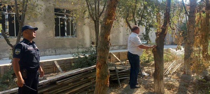 Buxoroda daraxtlar noqonuniy ko‘chirildi — 26 tup nobud bo‘ldi